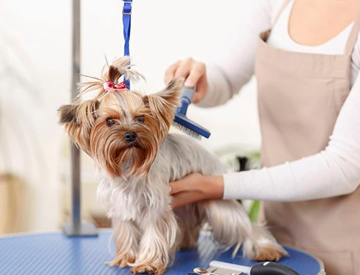 Pet Care Service Dubai