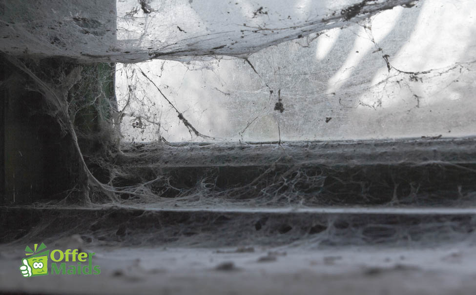 spider web on old uncleaned window in dubai