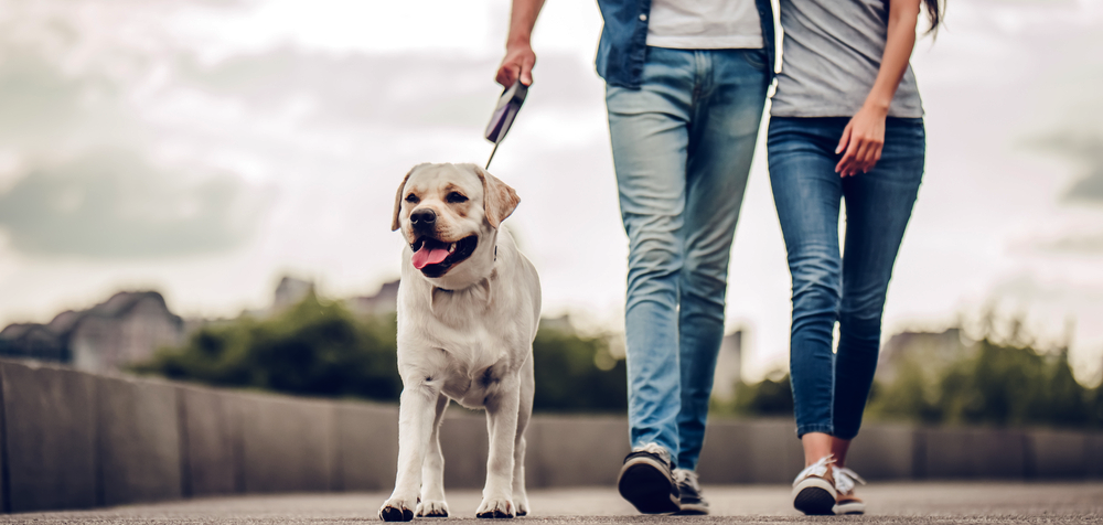 Dog and Couple