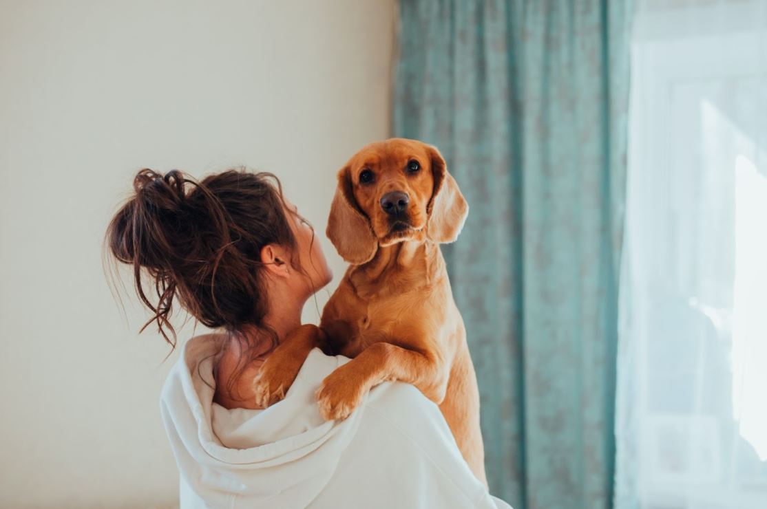Tips To Take Care Of Pets- Offermaids Dubai